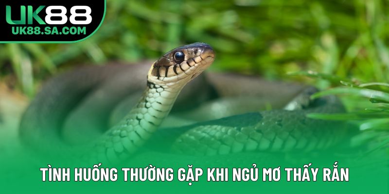 Tình huống thường gặp khi ngủ mơ thấy rắn